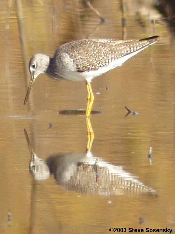 �2003 Steve Sosensky - 2003.12.18 Hansen Dam, Lakeview Terrace, CA